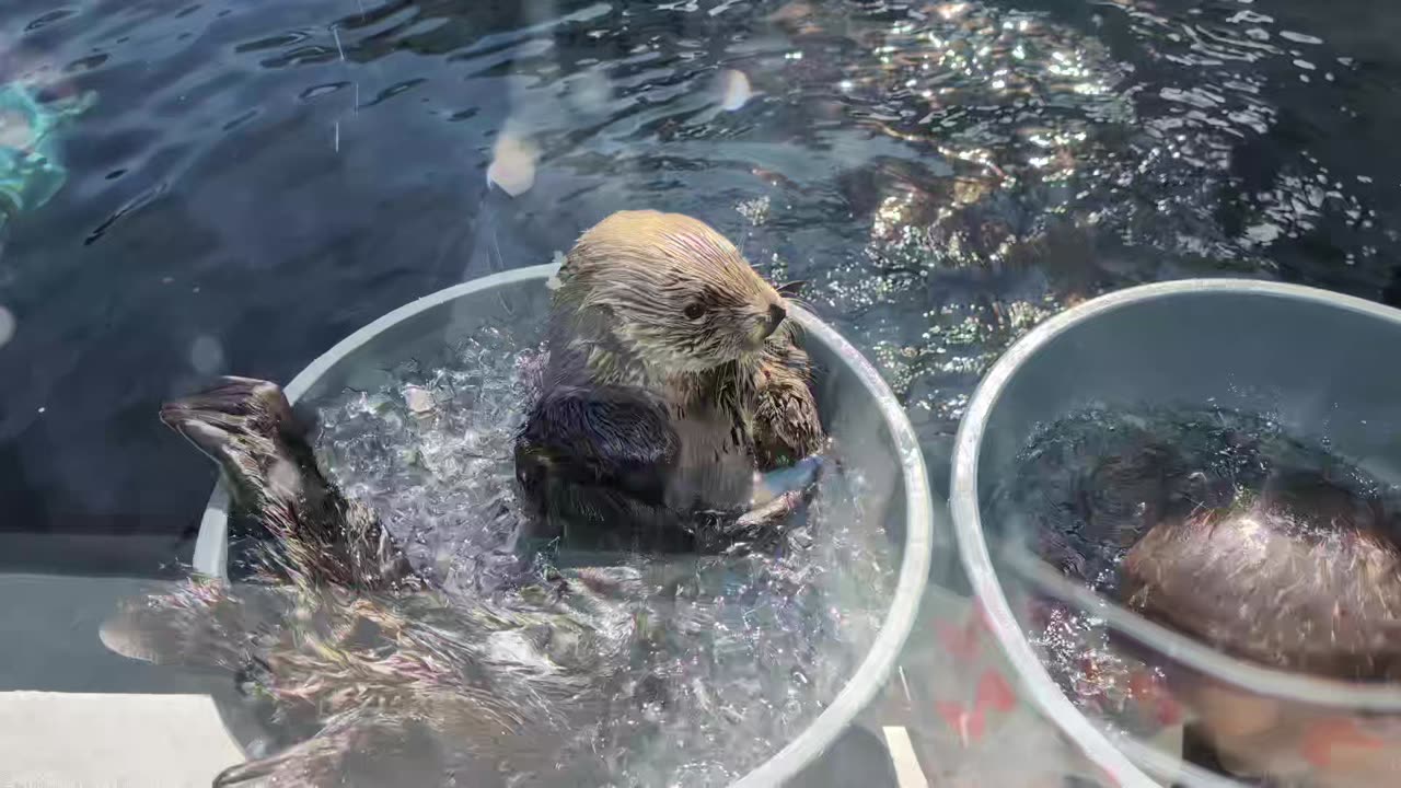 Adorable Sea Otter! So cute! #seaworld