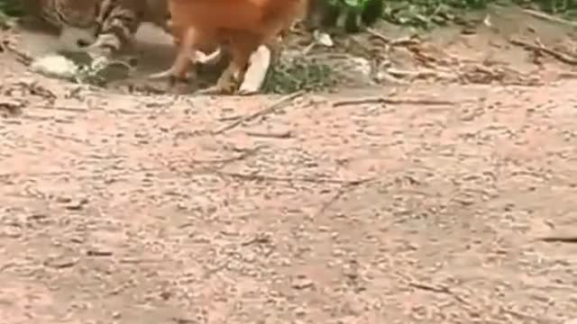 Funny video of cat and cock