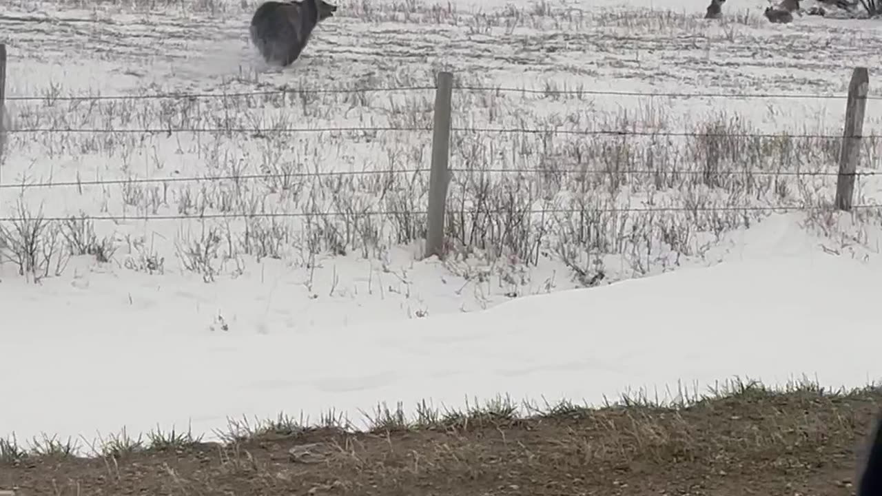 Grizzly Bear With Cubs Charges Truck on Rural Road