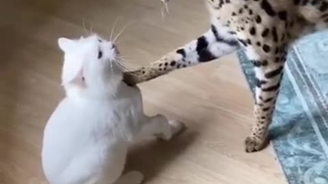 🙏❤️🎉🎉🎉🎊🎊🎊️SWEET AND FUNNY PETS SHOTS 🙏❤️❤️🎉🎉🎉🎊🎊🎊