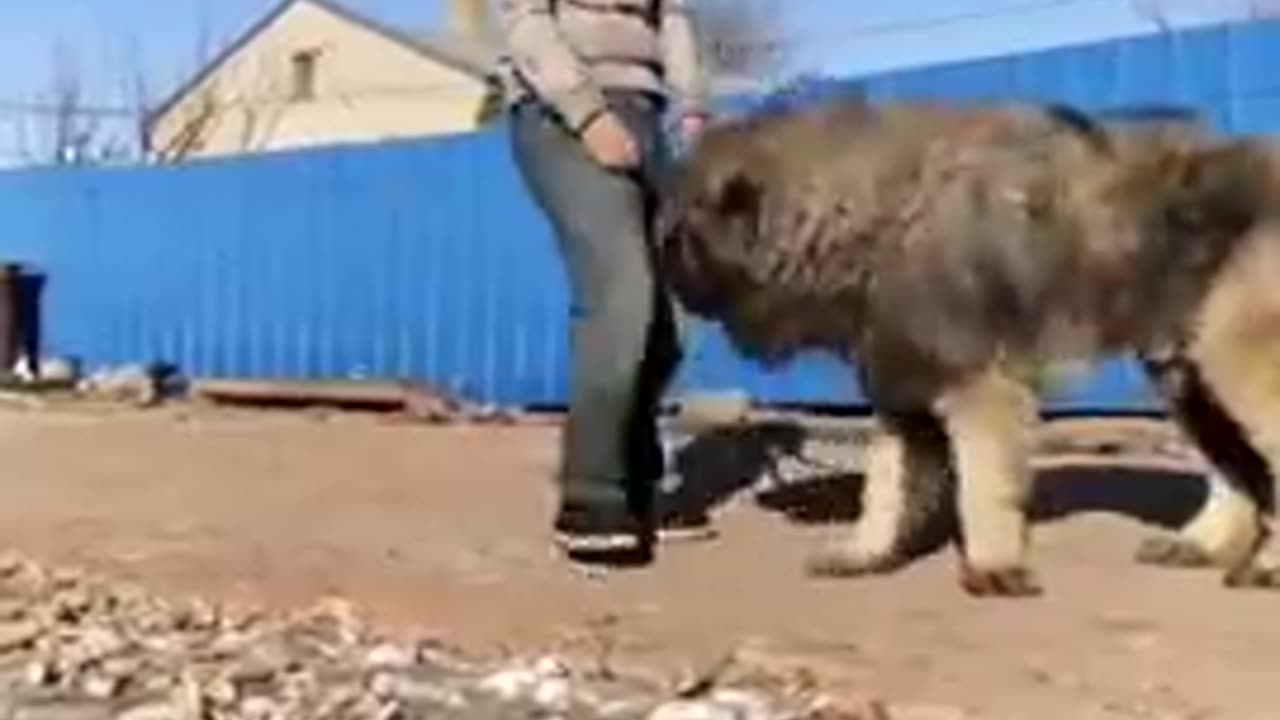 The Caucasian Shepherd is the Ultimate Guardian Dog