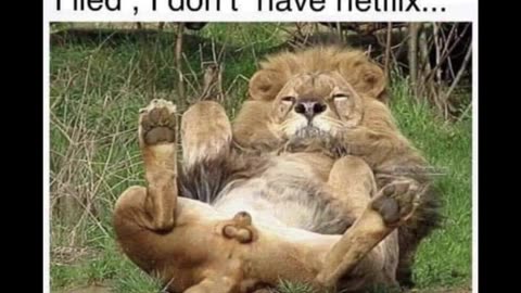 Random Memes 141