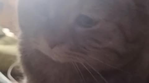Pity face cat