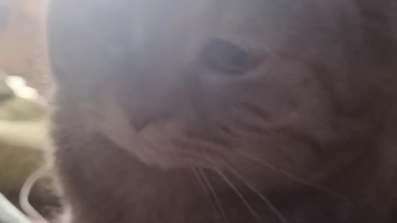 Pity face cat
