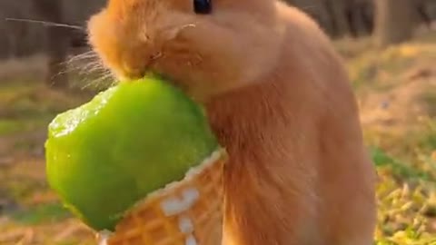 Rabbit Eating