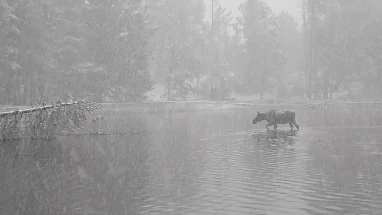 Moose Heads Toward Wedding Party in National Park