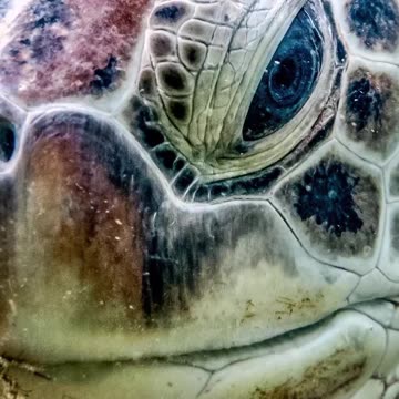 SEA TURTLE EYE