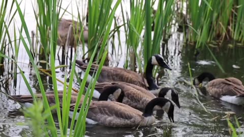 Ducks