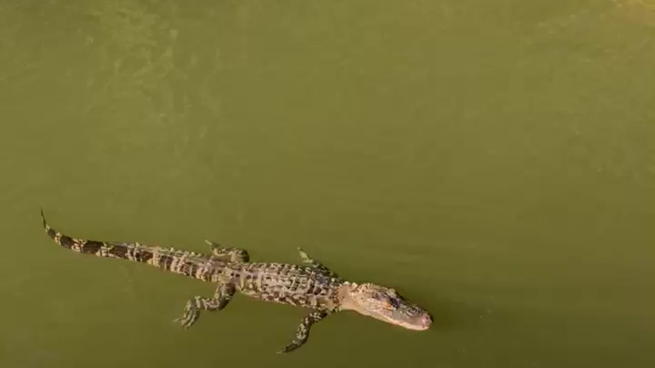 Gator Chasing Topwater