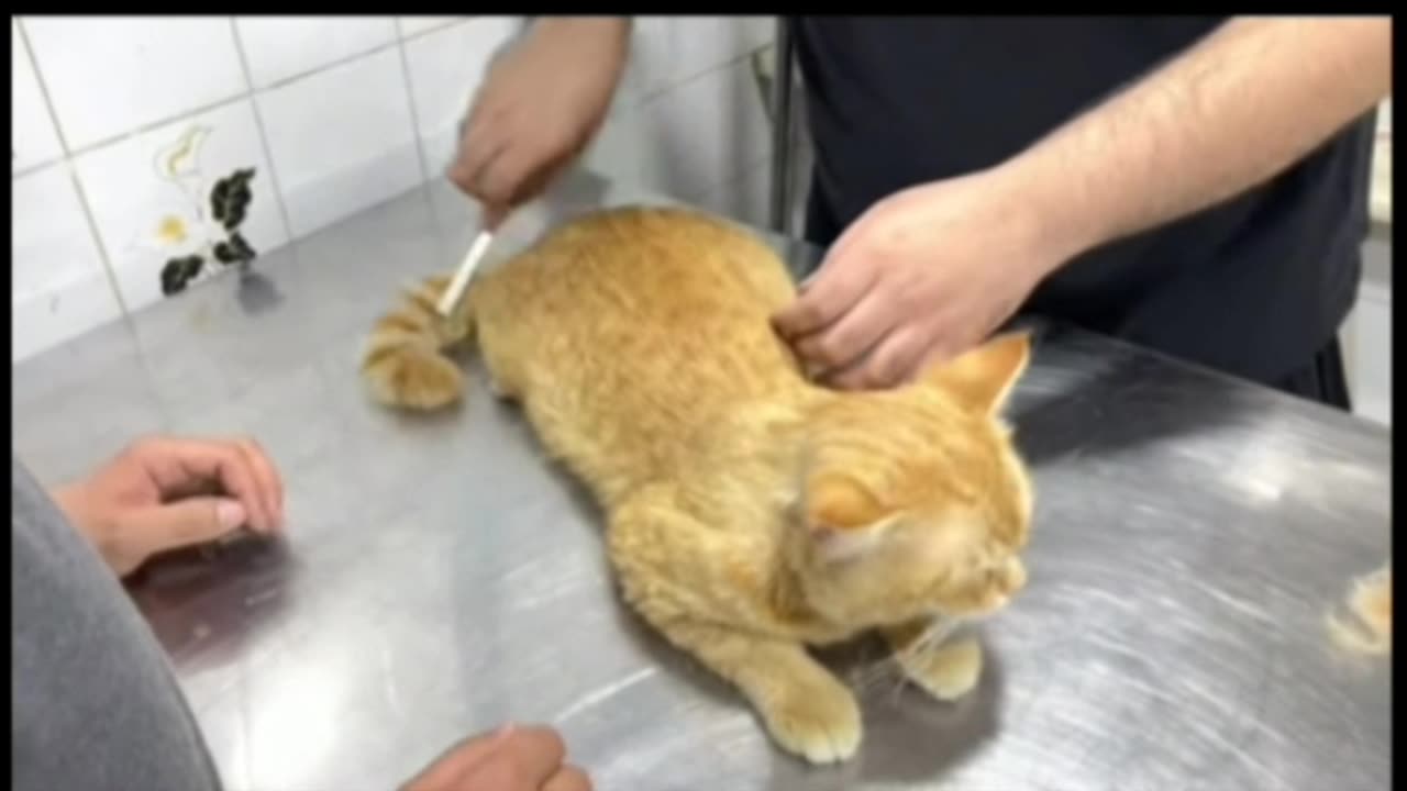 Groming of Cats | How to take care of your cats