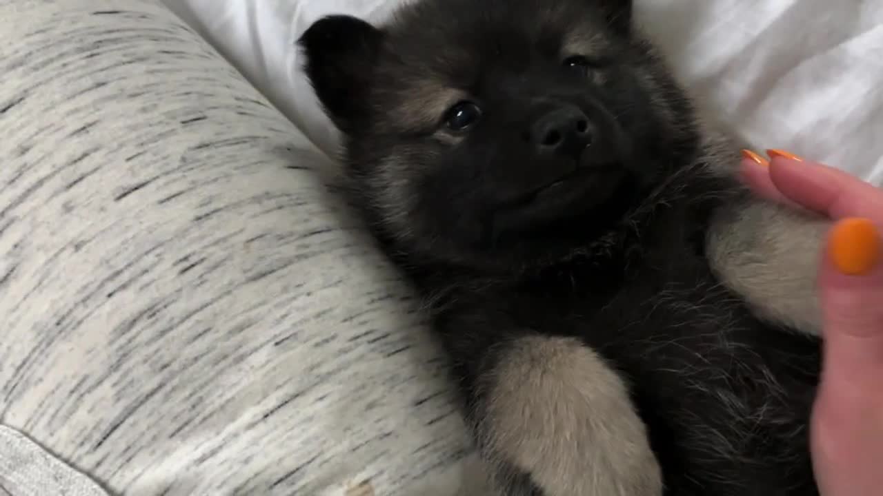 Best Bowtie Pomsky Love - Opal 1st Gen Adorable Pomsky Girl