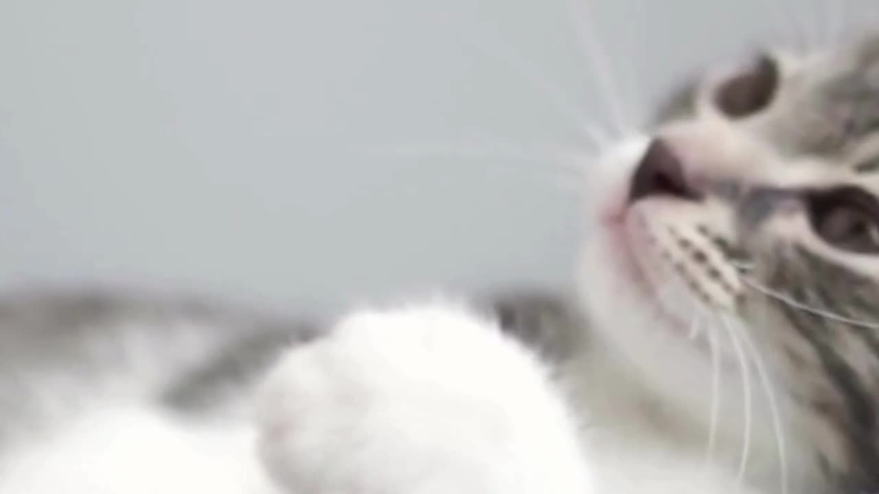 Cutest Kittens Ever: Prepare to Melt!"