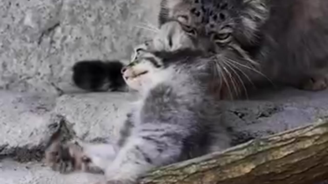 Pallas’ cat mom dragging her mischievous child away from danger