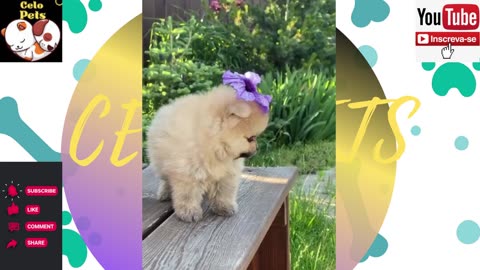 Animais Engraçados Funny Animals Channel 🐶🐱