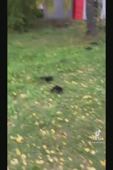 It's either what they're spraying or it's a high frequency weapons test.