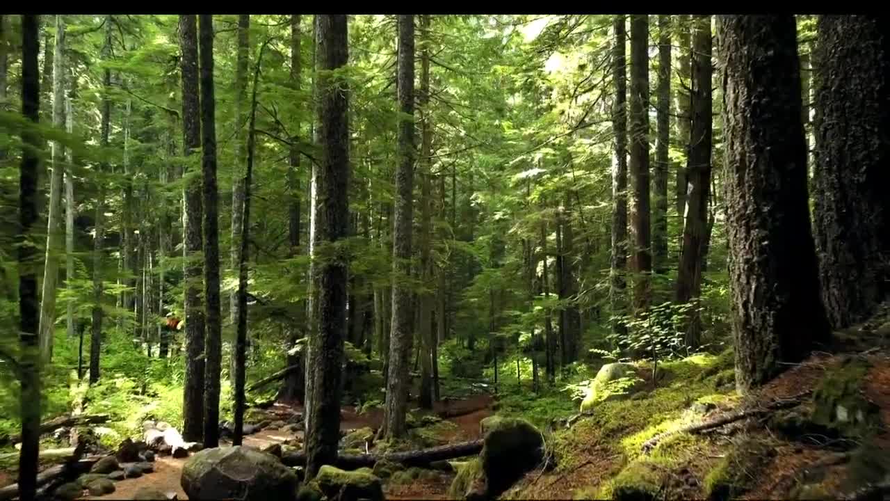 FOREST NATURE Cinematic Video HD Dramatic - Cinematic Copyright Free Music & Footage