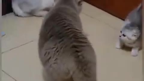 Best funny animal video 2022😂funniest dogs and cat videos #shorts