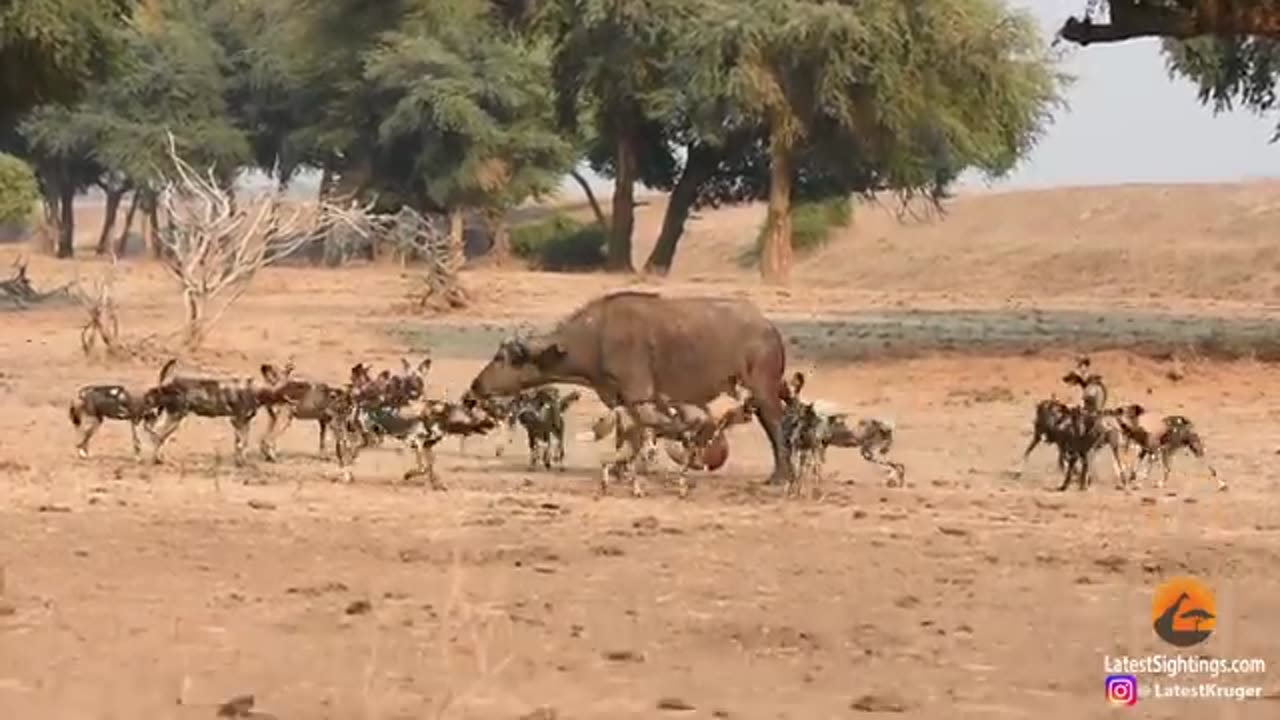 Wild Dogs Pop Huge Pimple on Buffalo