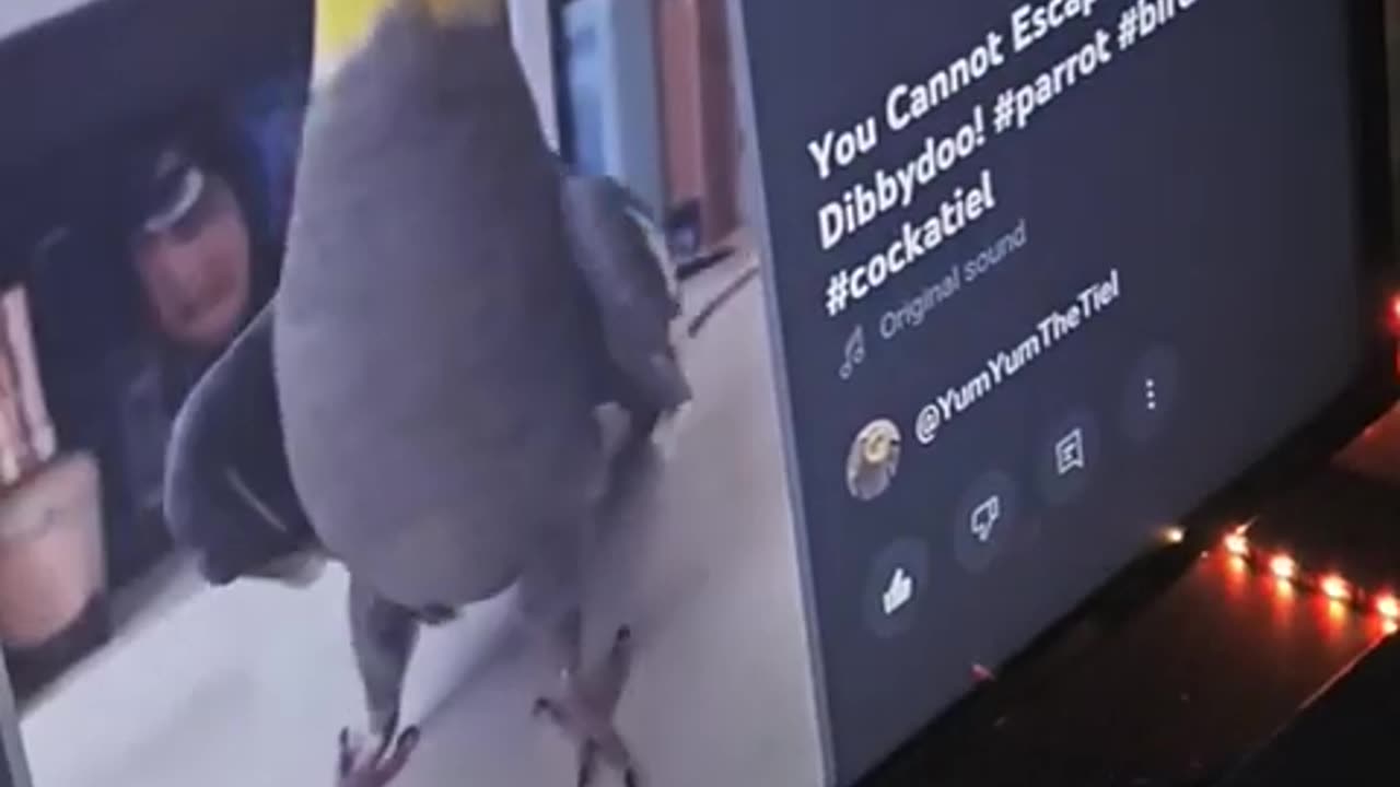 Funny parrot |cockatiel parrot | Funny birds | Funny animals