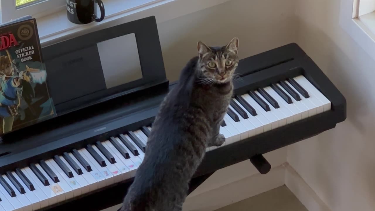 Keyboard Kitty Creates Spooky Vibes