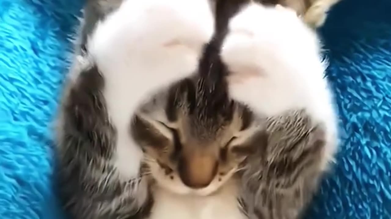 Funny and Cute Cats Videos #337