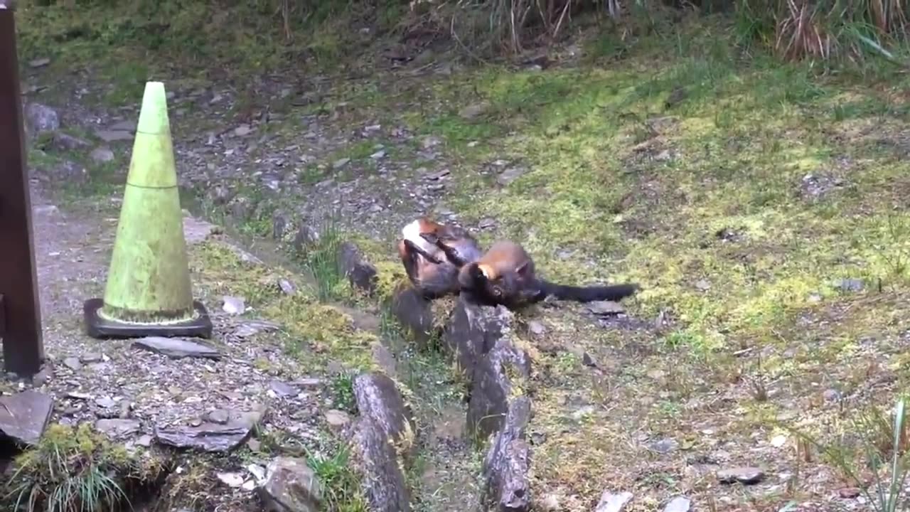 this is how the yellow-throated marten kills its prey