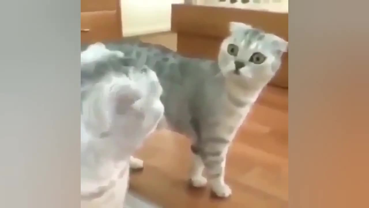 OMG, THESE CATS ARE TOO CUTE! THE BEST FUNNY CAT VIDEOS OF 2021