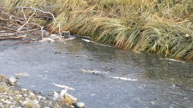 Spawning Salmon, Old Valdez Townsite, Alaska