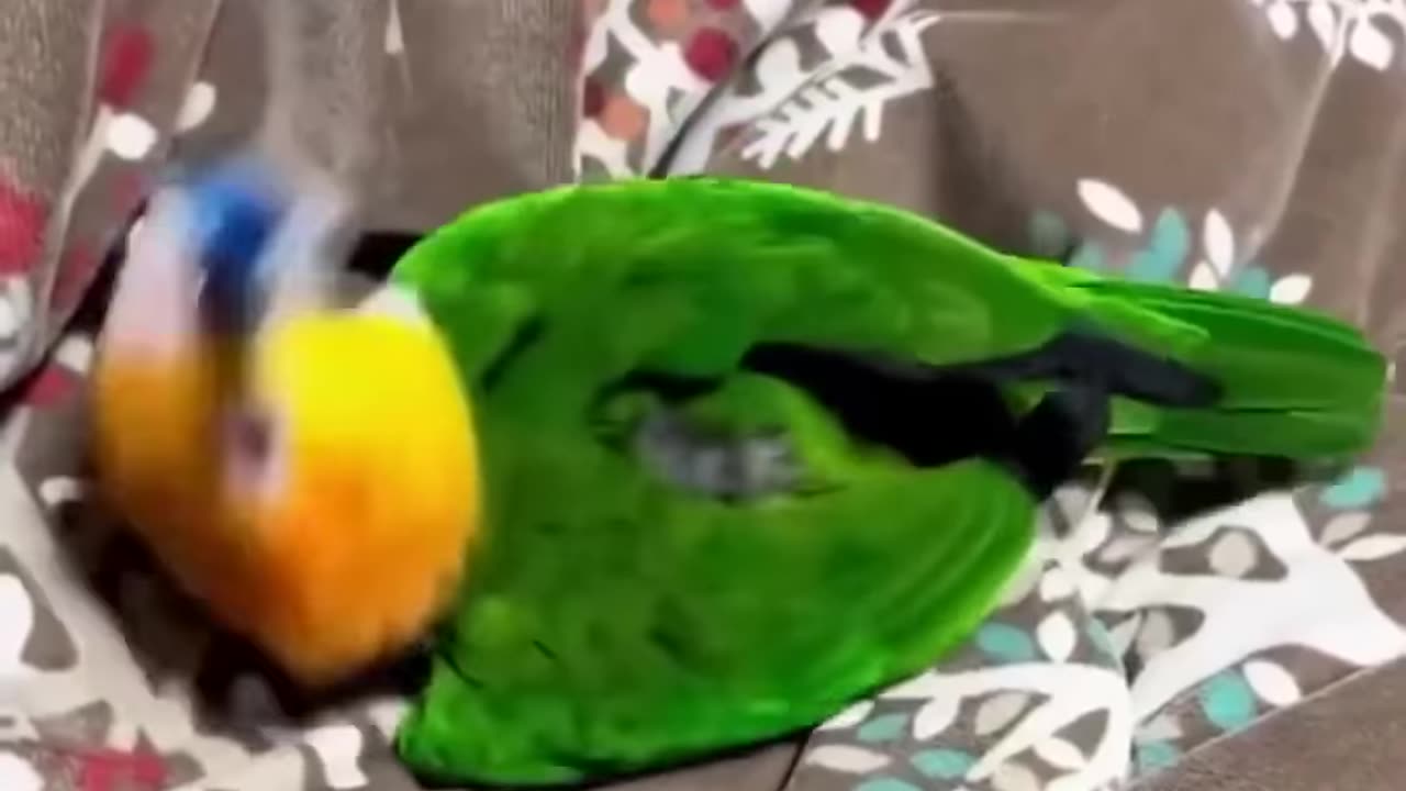 This parrot is living his best life!