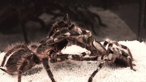 The battle between the spiders and the larantuka, who will win