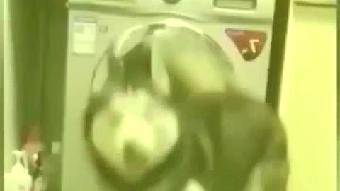 2022😂funniest dogs and cats
