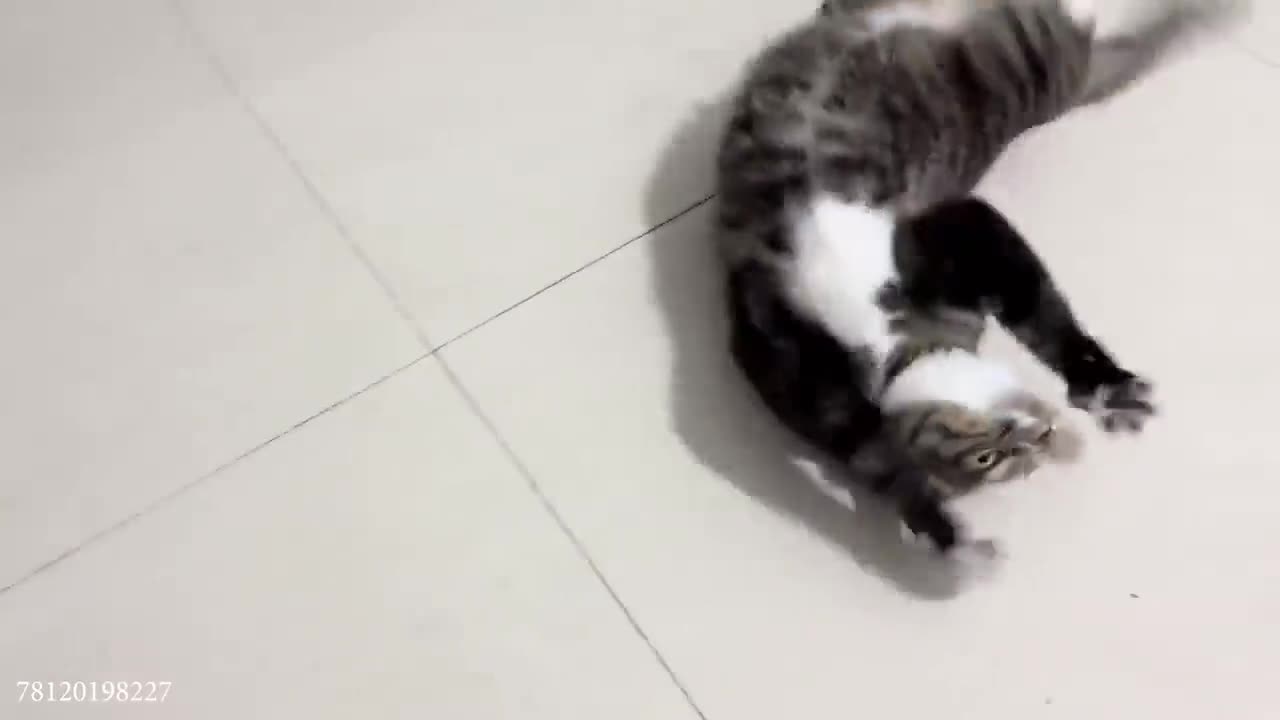 funny cats