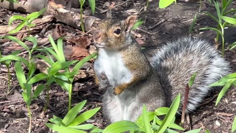 I did end up rewarding the grey squirrel with a peanut