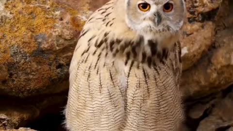 Funny animal video 📹