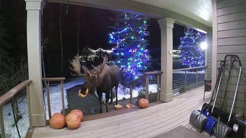 Moose Munches on Halloween Pumpkins