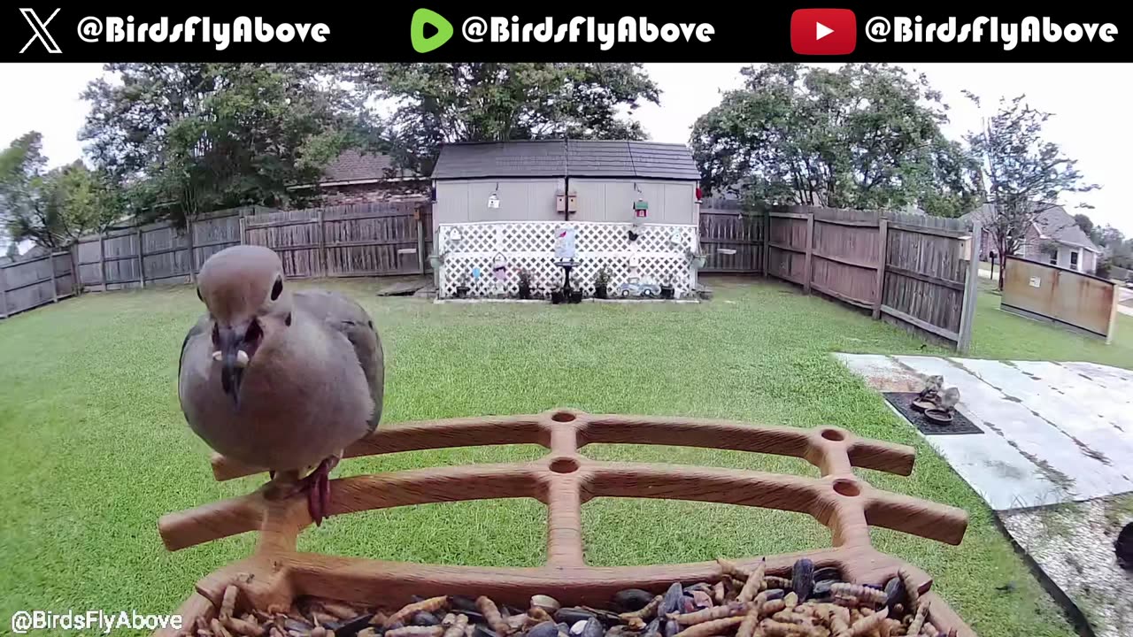 Morning dove comes for a visit