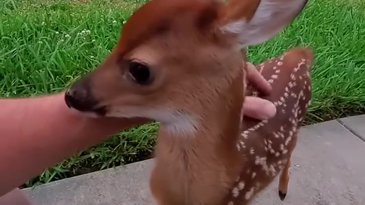 A man rescuing a baby deer ❤️