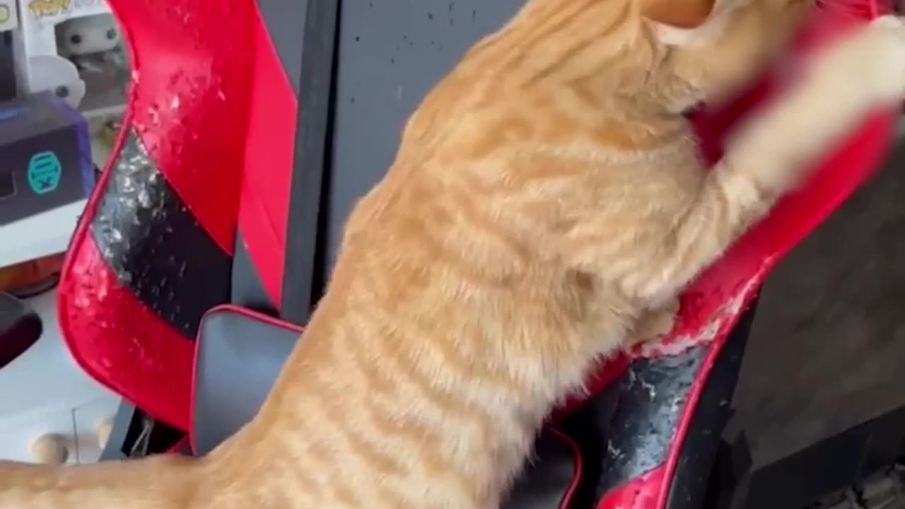 Cat DESTROYS Gaming Chair 🙀