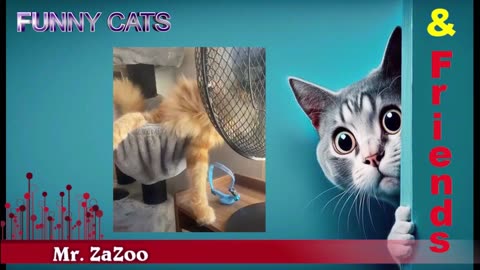 Funny Cats / Mr ZaZoo and Cats Friends / Cats & Kittens