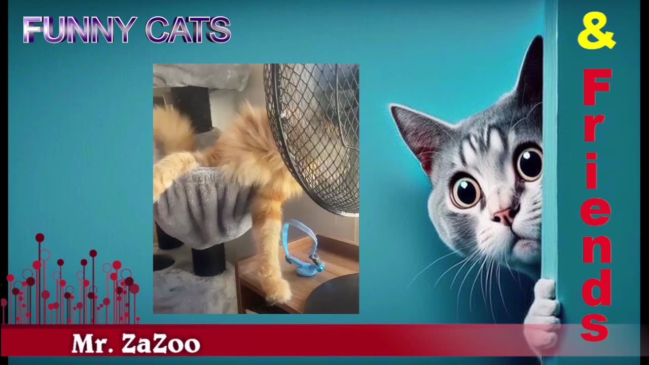 Funny Cats / Mr ZaZoo and Cats Friends / Cats & Kittens