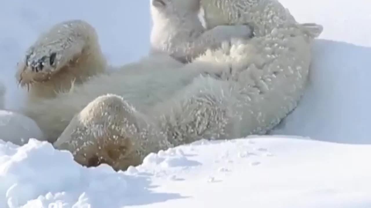 Beautiful Moments Brighten Our Days #shorts #shortvideo #video #virals #videoviral