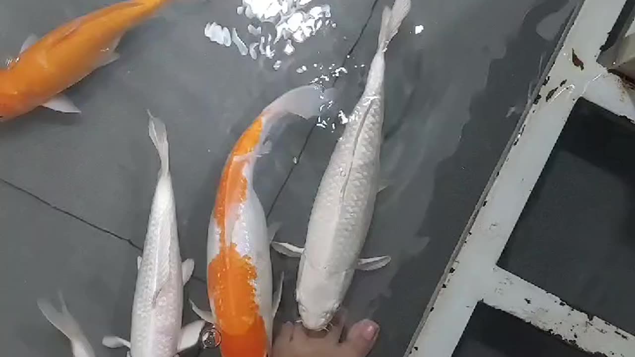 Refreshing