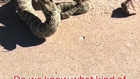 Do we know what kind of snake this is?