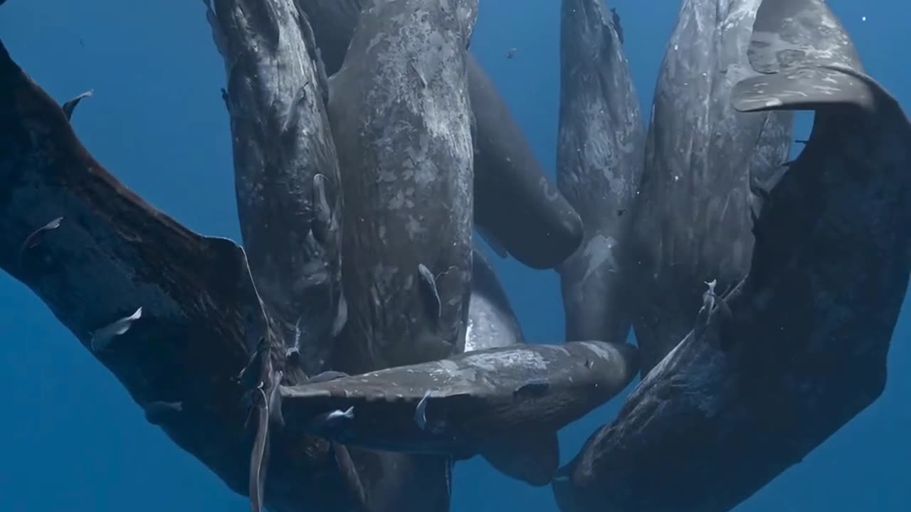 I can’t believe that I witnessed this brief social behavior of sperm whales with my own eyes.