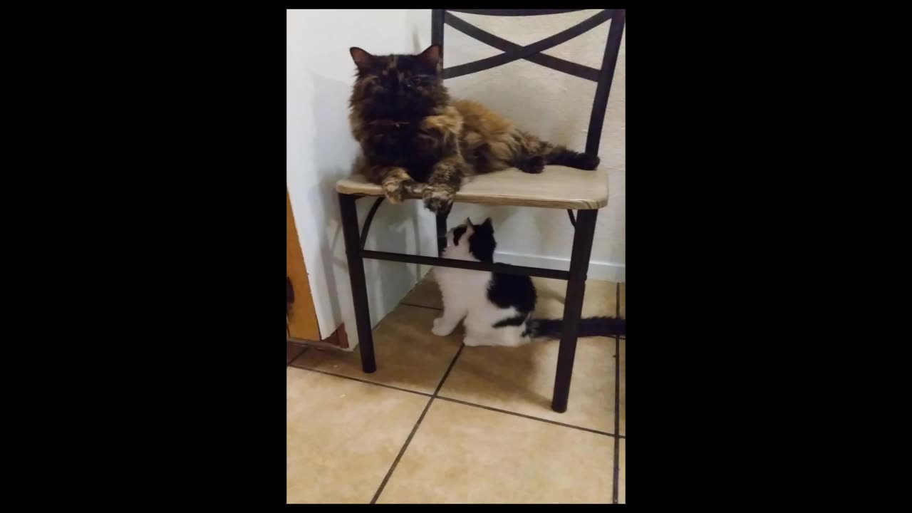 Chair kitties