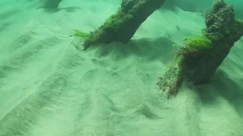 Wildlife