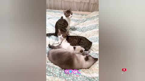 Best Funniest Animal Videos 2024 #42 🤣 Try Not To Laugh🤣🤣