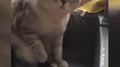 Funny Cat video