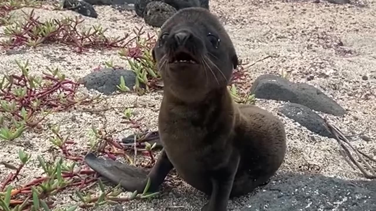 The baby and mother wandered off the sea lions photographer