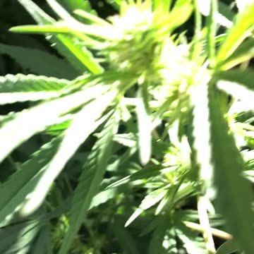 Cannabis Garden 2024: Early Budding Stage